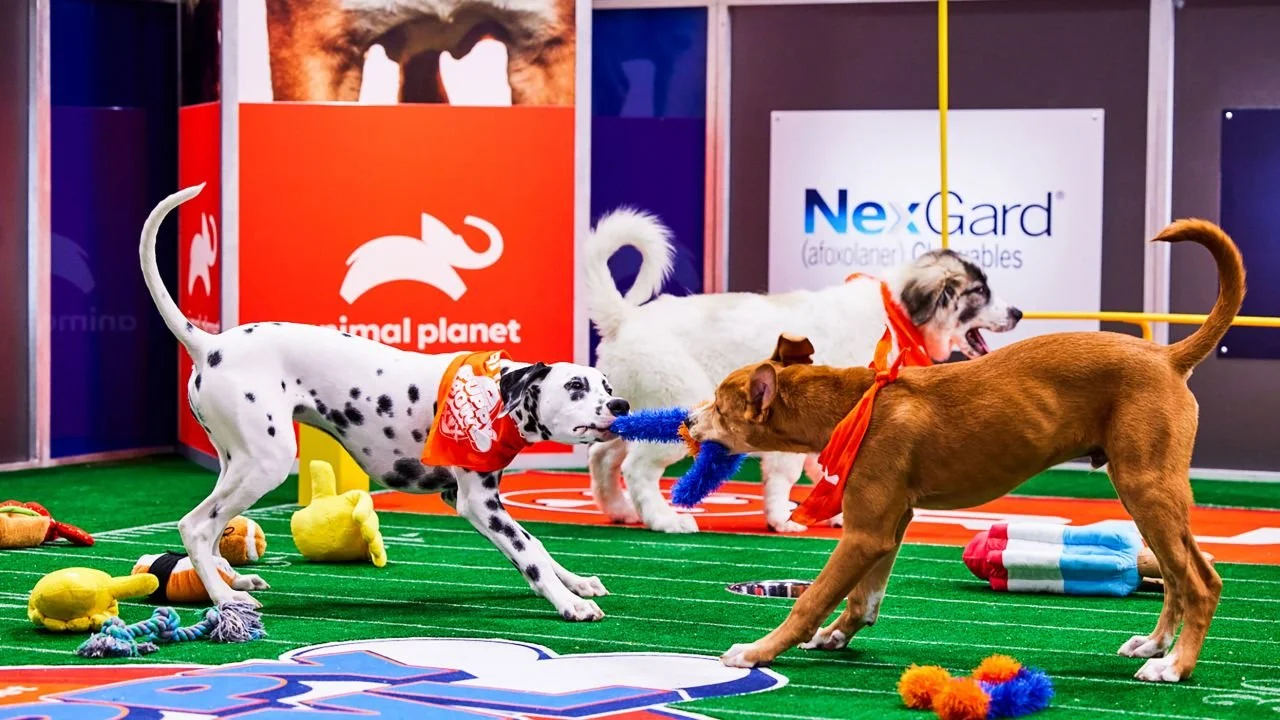 Assigning positions to Puppy Bowl players