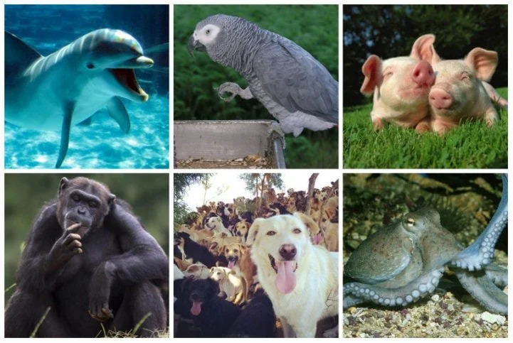 Breaking down this list of the smartest animals
