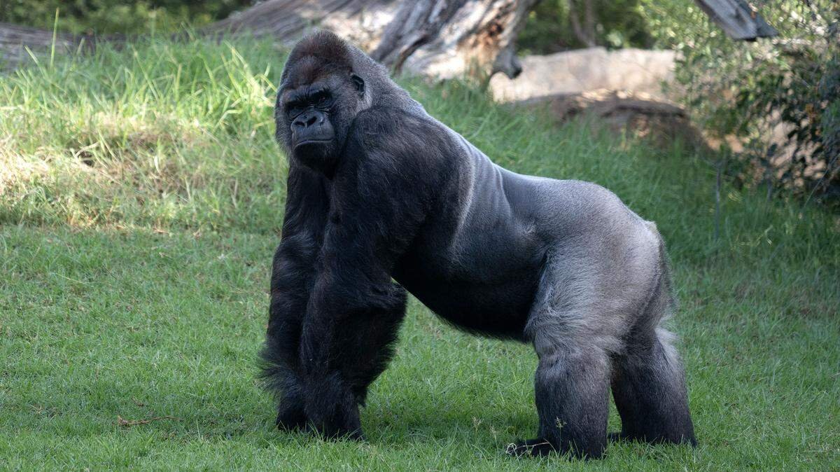 Breaking down the gorilla trade