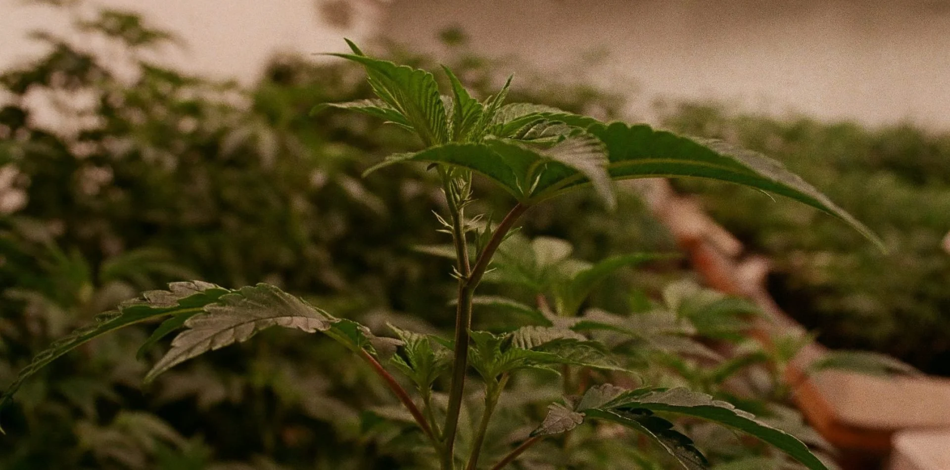 From Seed to Bud to Bong