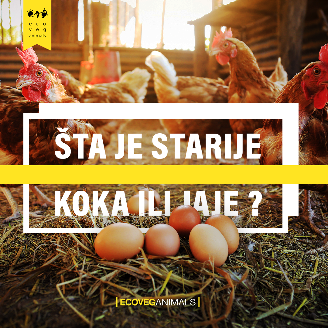Šta je starije koka ili jaje?