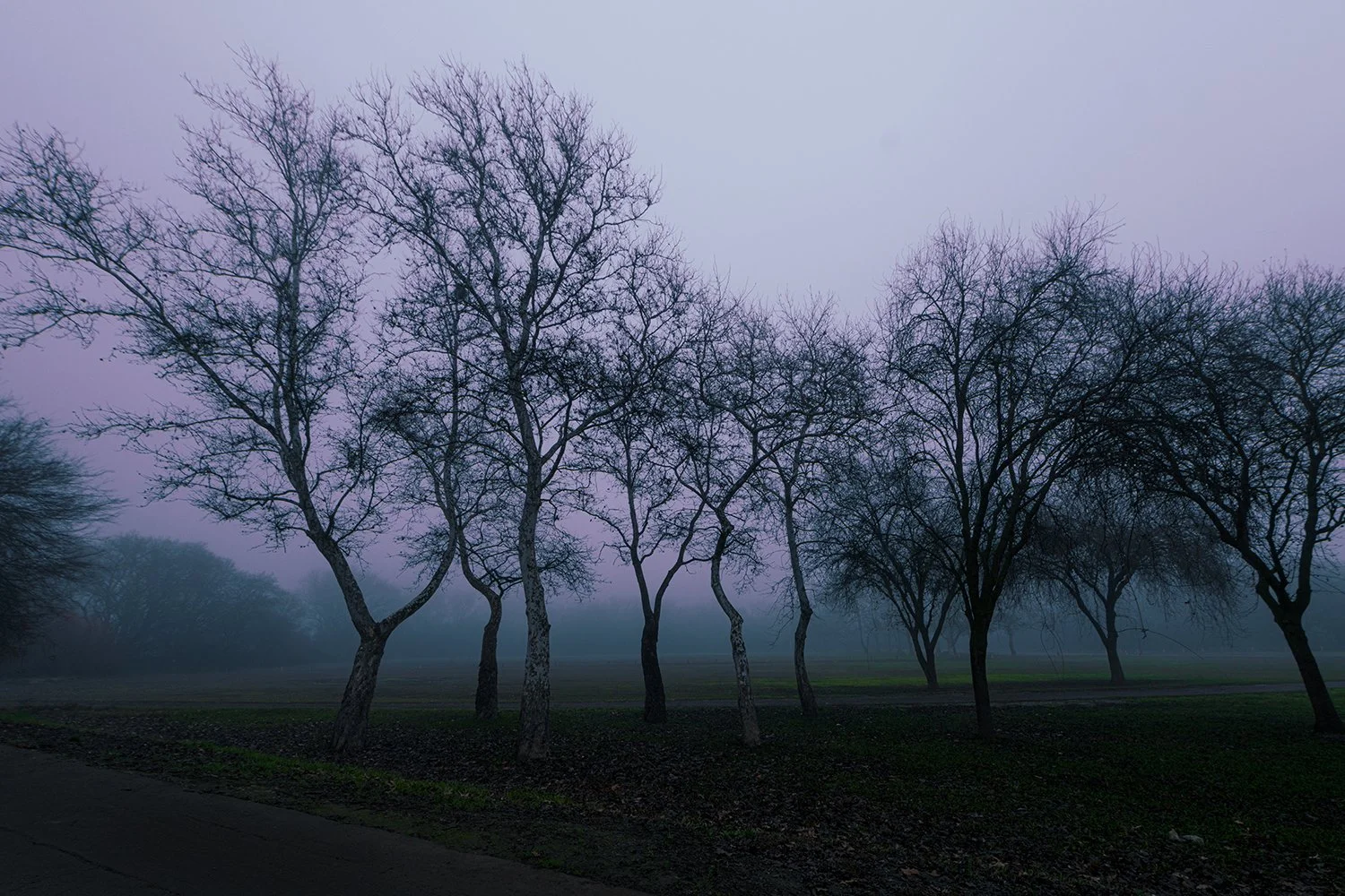 FB Fog discovery park capitol-4694-3.jpg