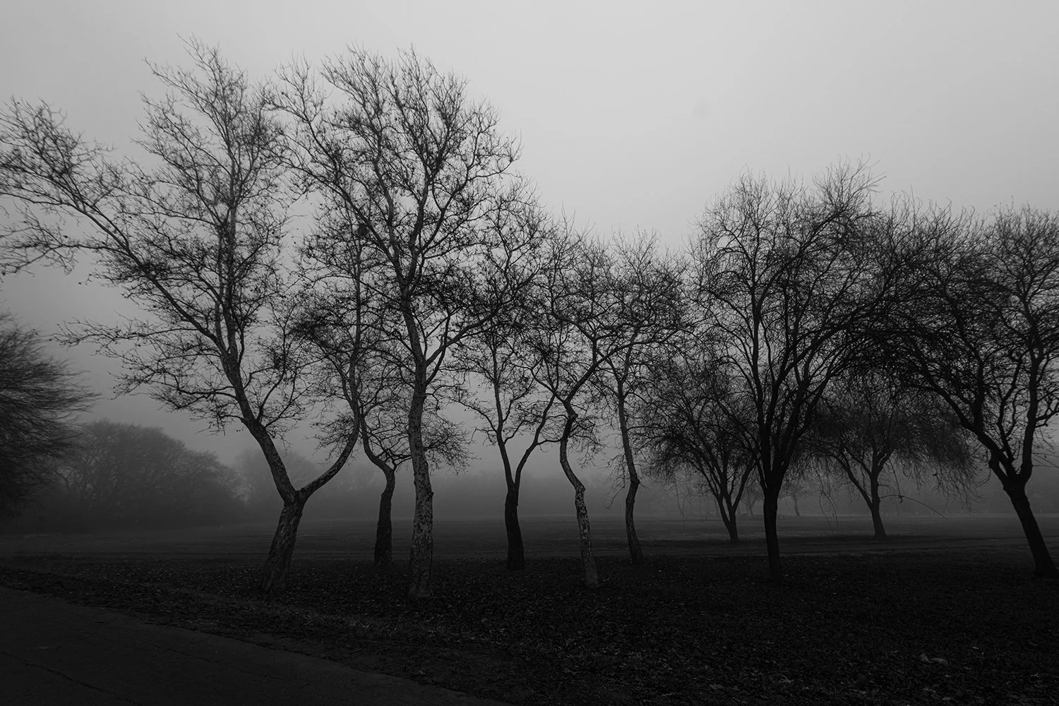 FB Fog discovery park capitol-4694-2.jpg