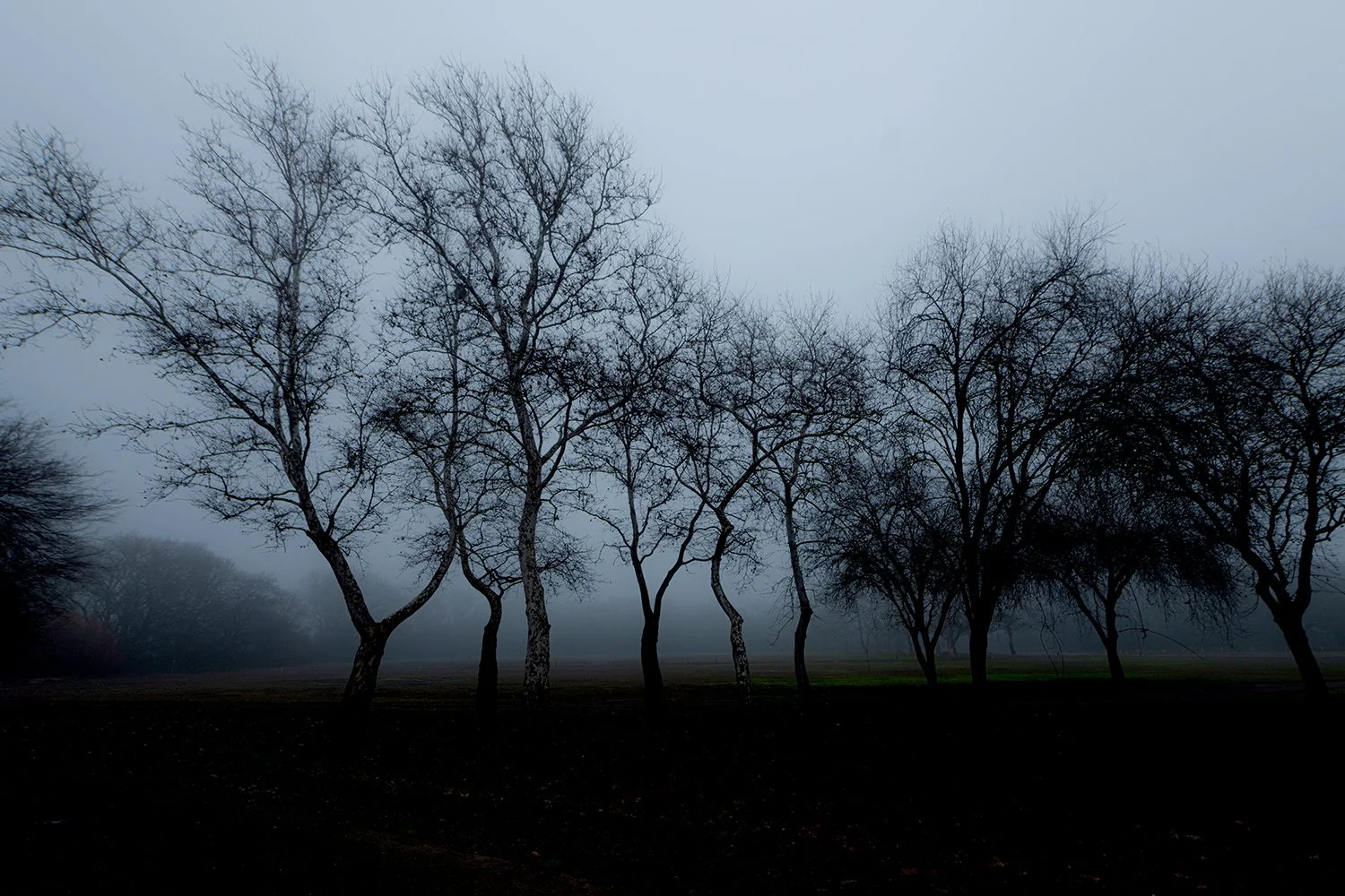 FB Fog discovery park capitol-4694.jpg