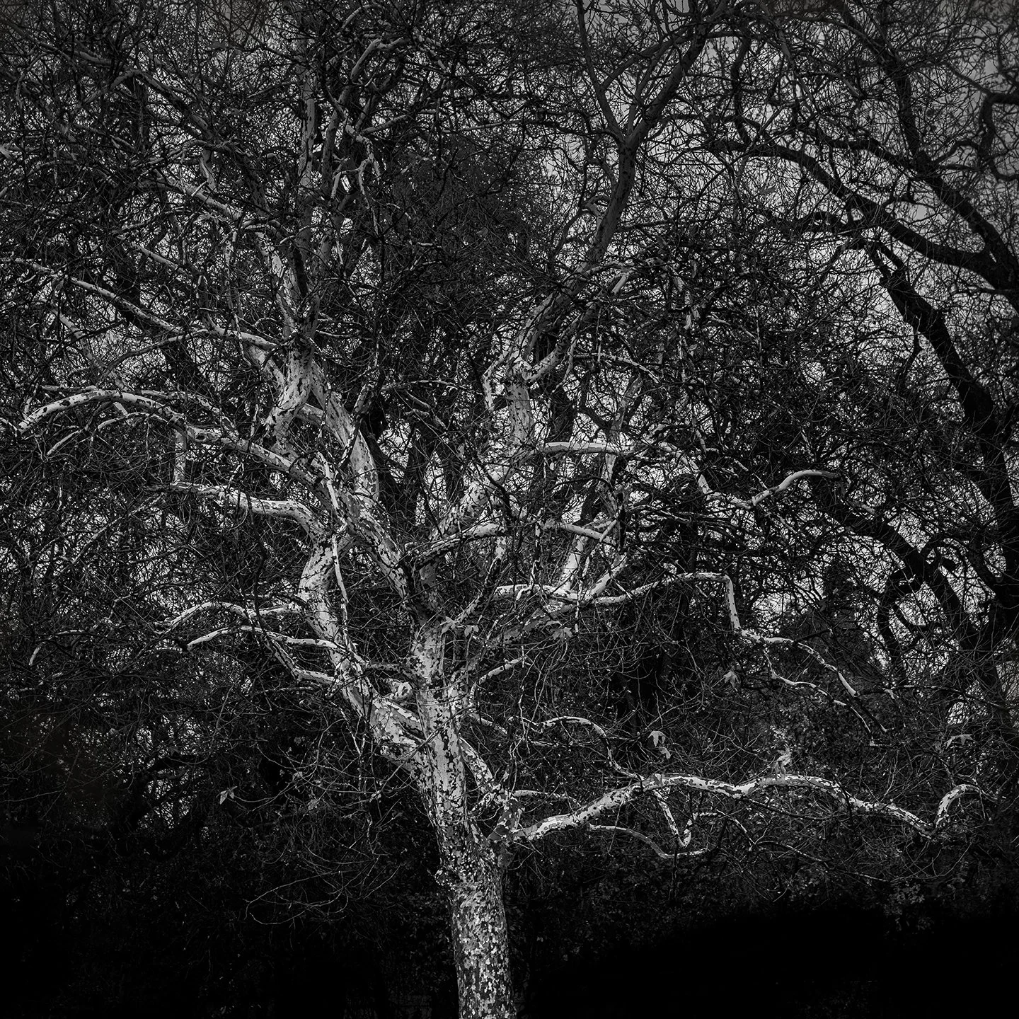 FB 1.3.25 48x48 Freeport Drive-4126-2.jpg