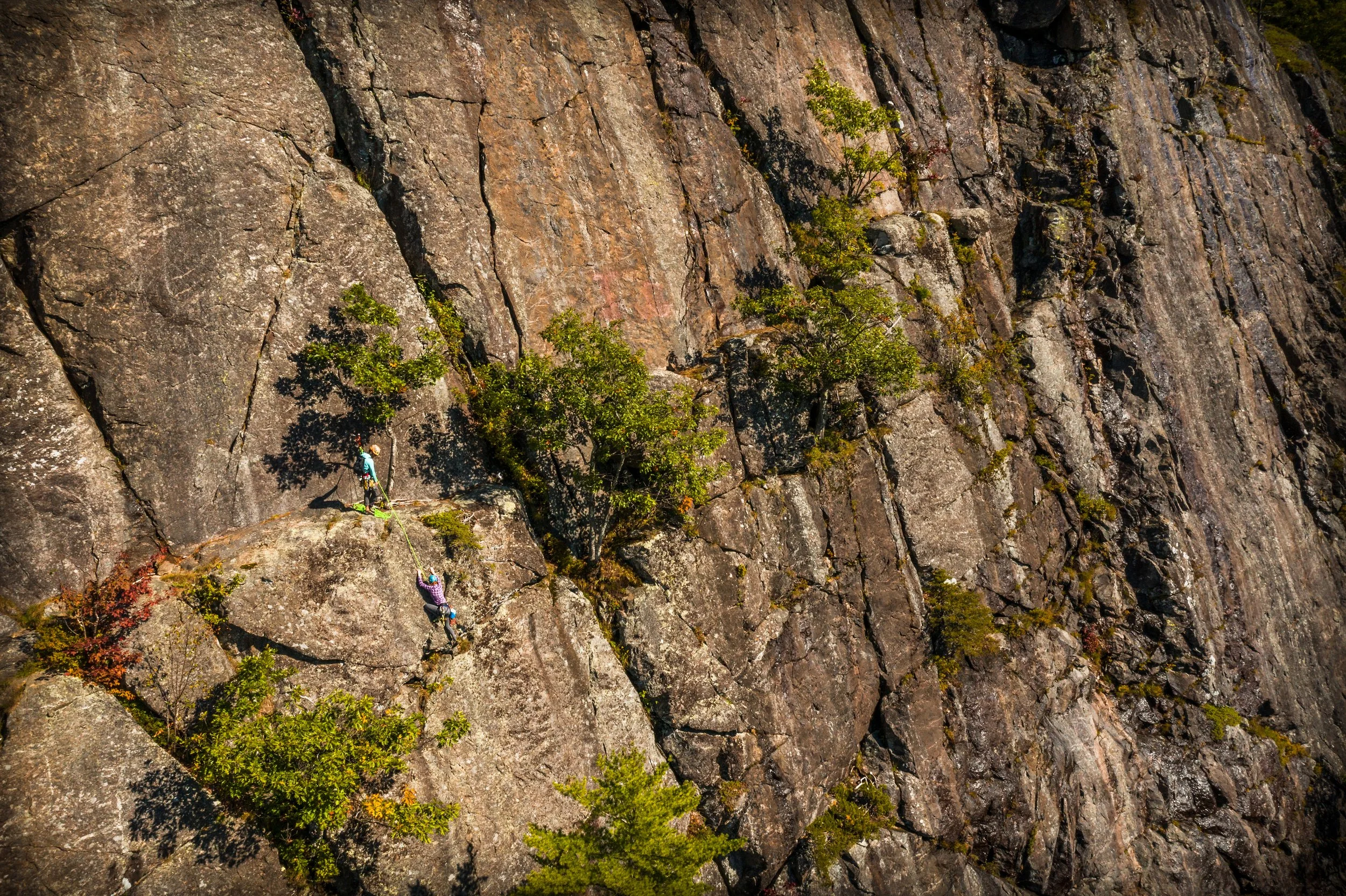 Two rock climbers scaling a steep, rocky cliff with small trees and shrubs growing on the surface.