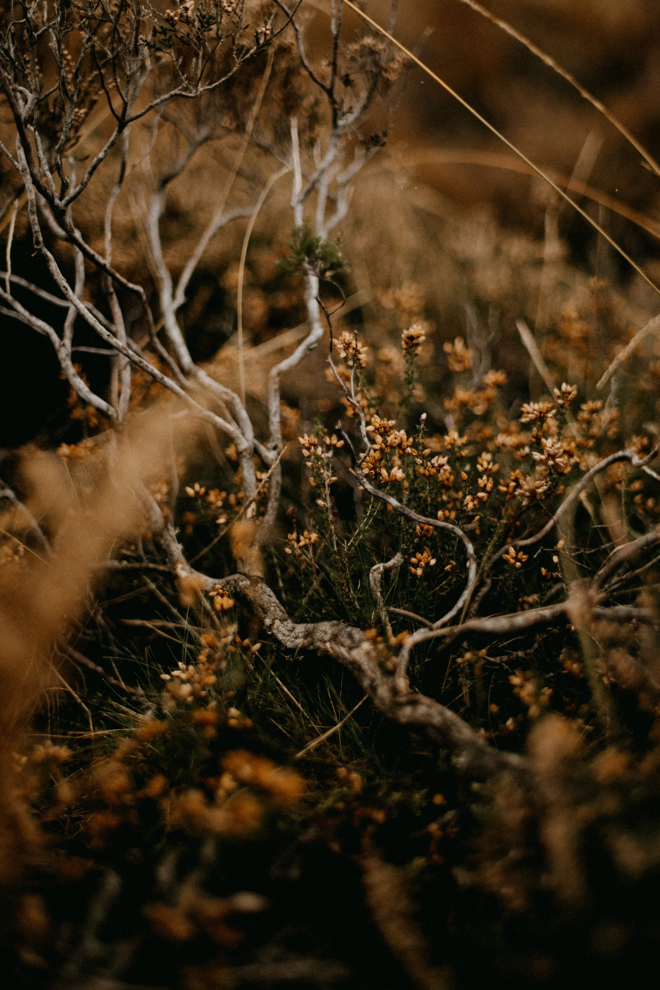 annie-spratt-sjqcv1gn-gc-unsplash.jpg