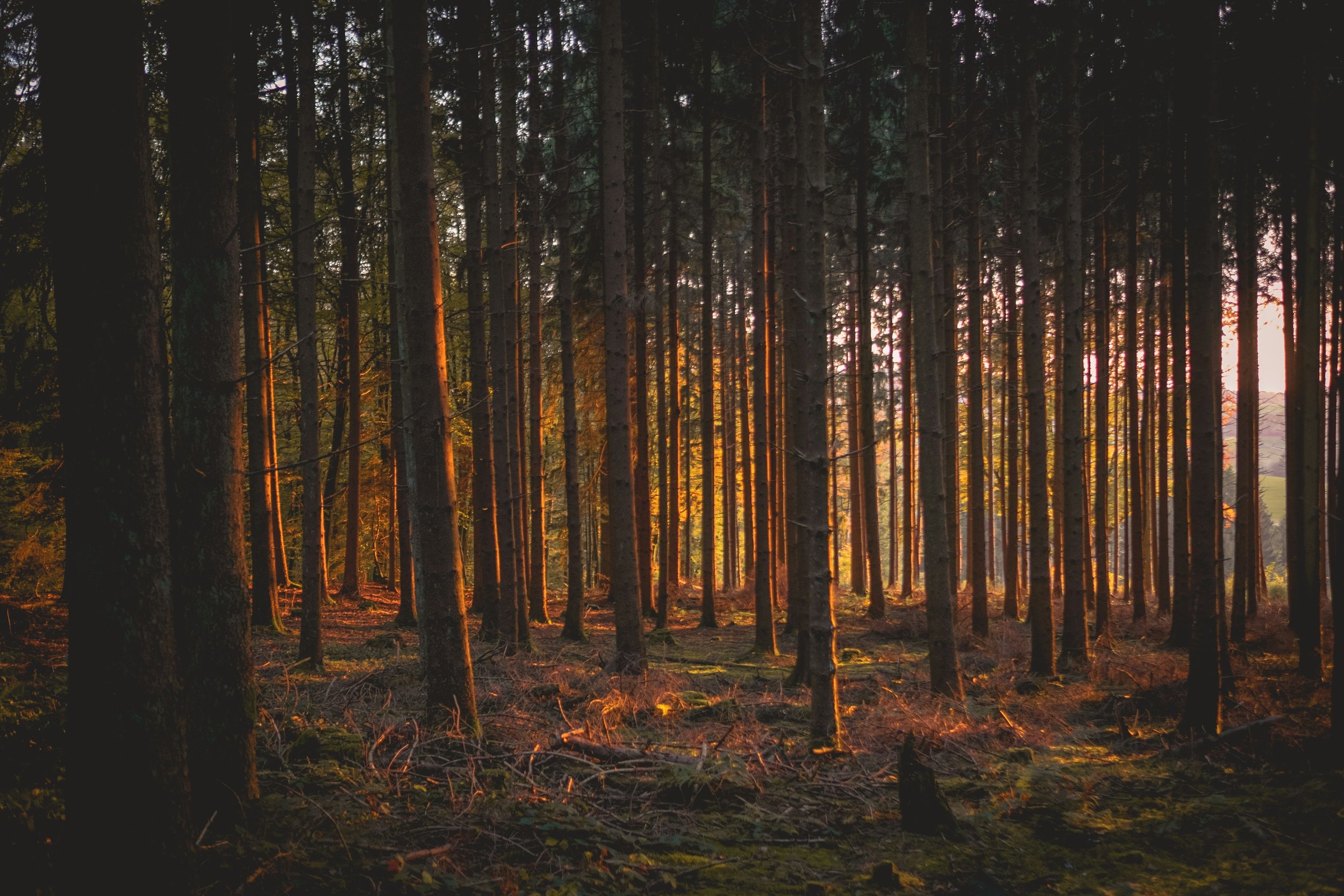The Wisdom of the Elements: Nature’s Timeless Teachings