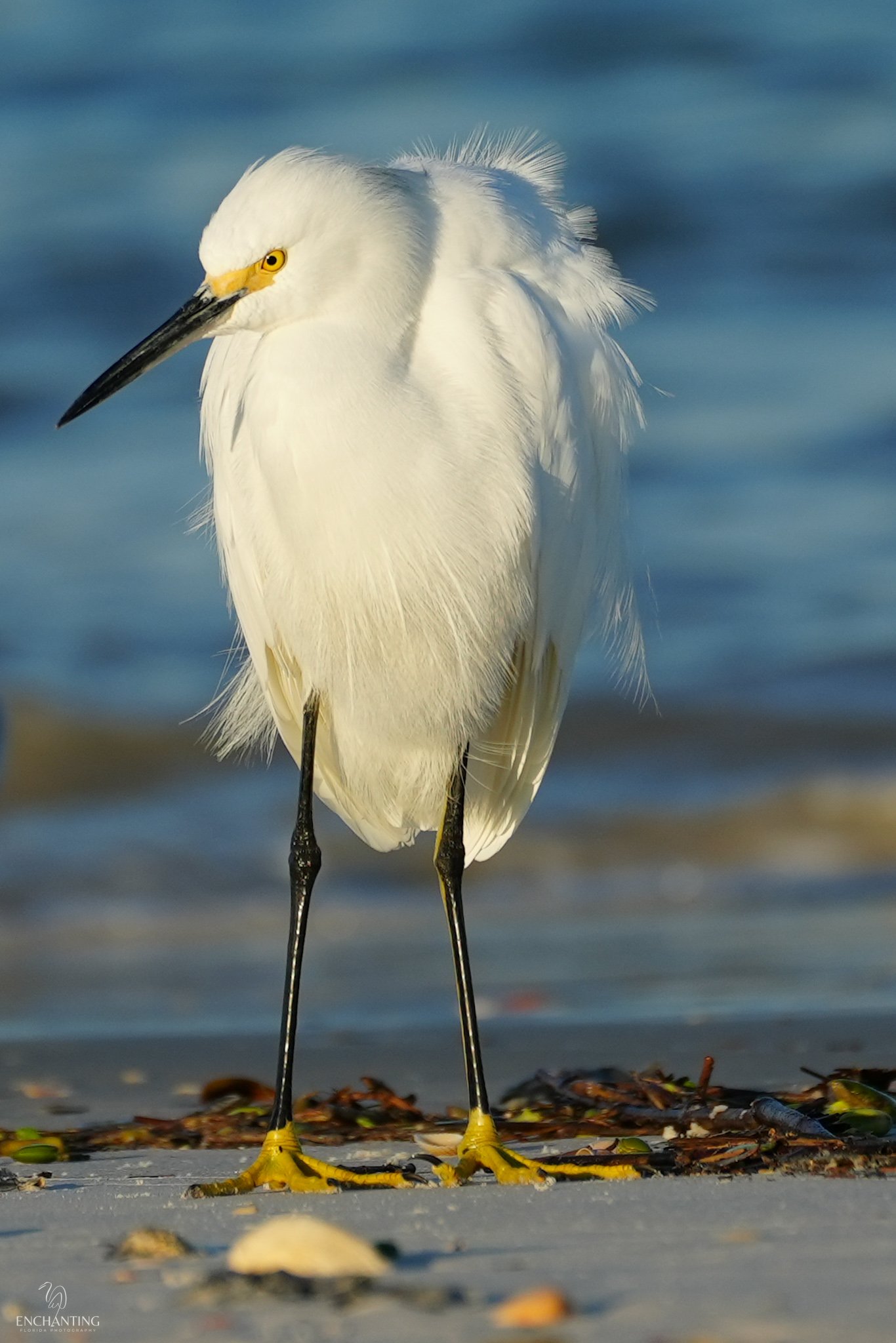 Snowy Egret
