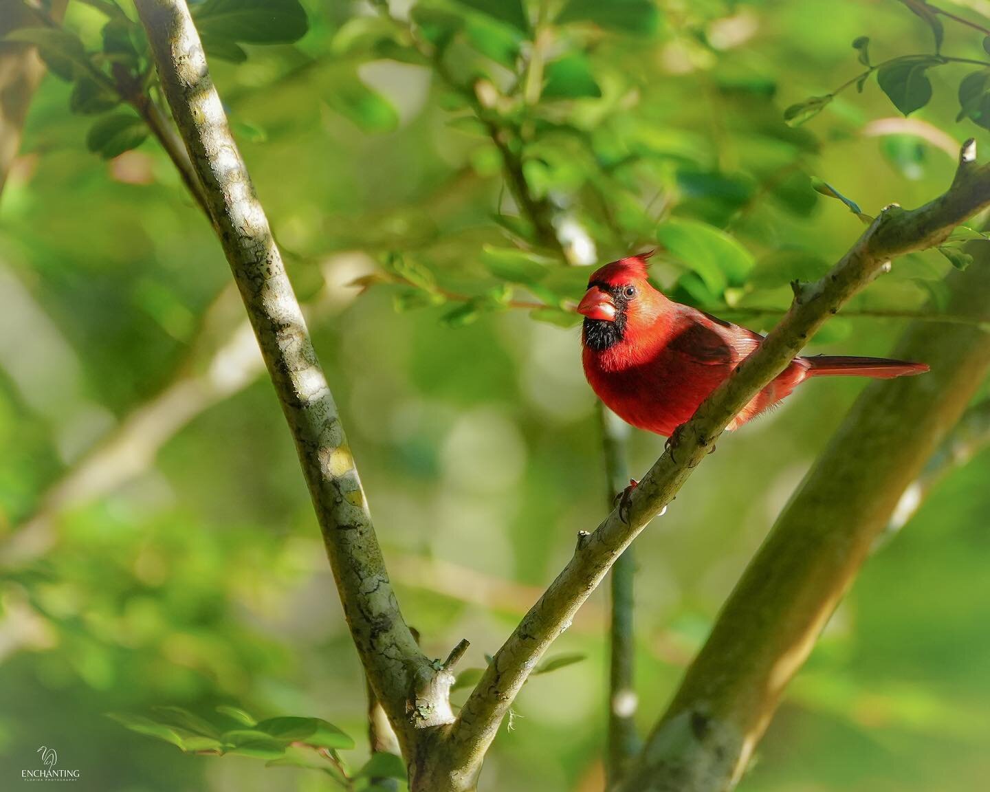 Day 16: Vibrant #rebelsunitedmay2023potd 
A cardinal is always a welcome POP of color to our world! Photo taken 4/18/23

#cardinalbird #rebels_nature #futurewomenphotography #bird_brilliance #beautifulbird  #birdstagram #bestbirdshots #tnhusa #raw_bi