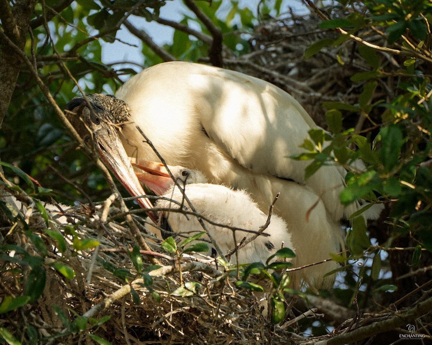 2 photos ↠ ↠ &ldquo;Mama and Baby&rdquo; wood storks &hellip; 1- cuddle up 2 - nap time for mama &hellip; always so hard to get pics of the wood stork chicks until they are a little bigger because of the nests being up higher. Photos taken May 2023

