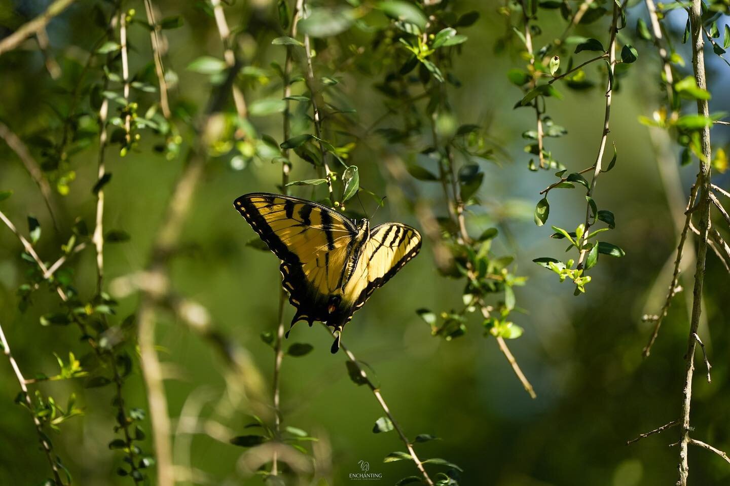 Day 19: Nature #rebelsunitedmay2023potd #rebels_nature #nofeathersfriday 

Floating into Friday like a butterfly&hellip; have a beautiful day! Tiger Swallowtail butterfly 5/3/23 #flstateparks 

#tigerswallowtail #butterflies #naturephotography #butte