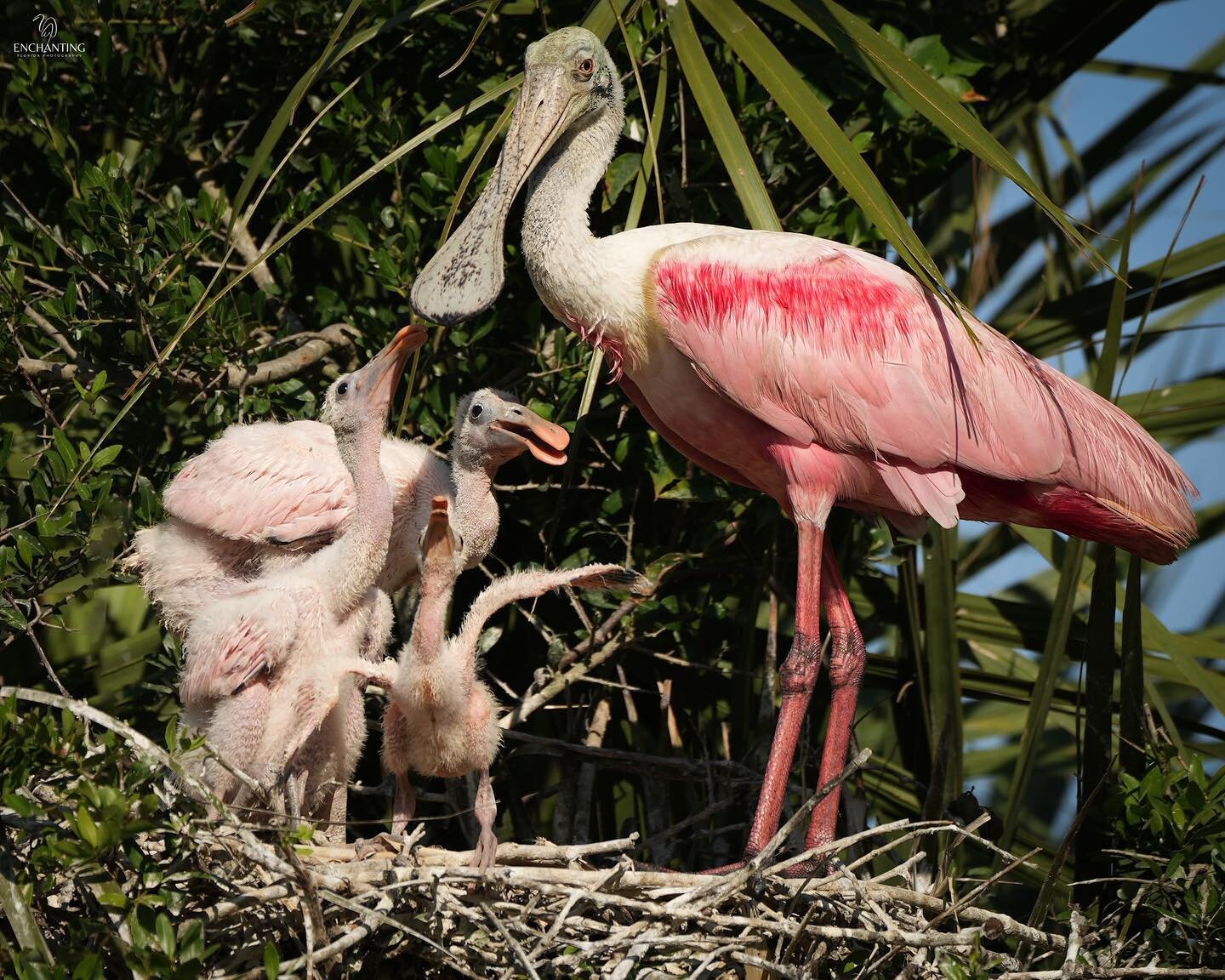 Happy #spoonbillsaturday Here is a &ldquo;portrait&rdquo; of the family from the Reel I shared the other day:) Hope you have a super special Saturday! 💕😊

Photo taken 5/17/23 @staugalligatorfarm 
#nestingseason #babybirds #roseatespoonbill #spoonbi