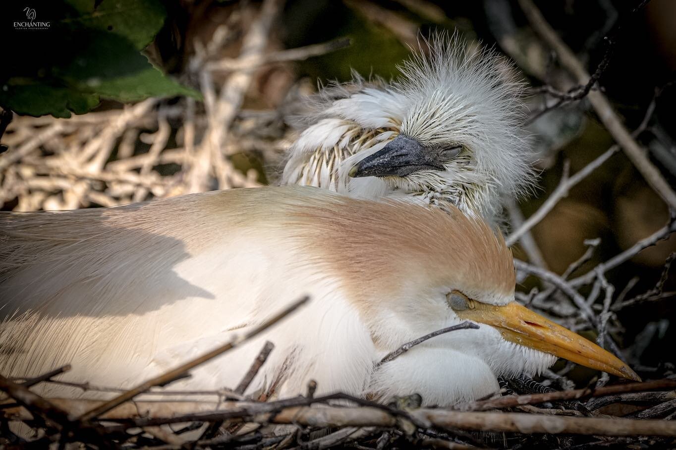 2 photos ~Sleepy mama and baby, so sweet! Swipe to see the chick laying his head on mama, awww. 🧡 Cattle Egrets in the nest at the @staugalligatorfarm 5/24/23

Hope you have a blessed Sunday and a wonderful week! 😁🤍🤗

#bestoftheusa_love #babybird