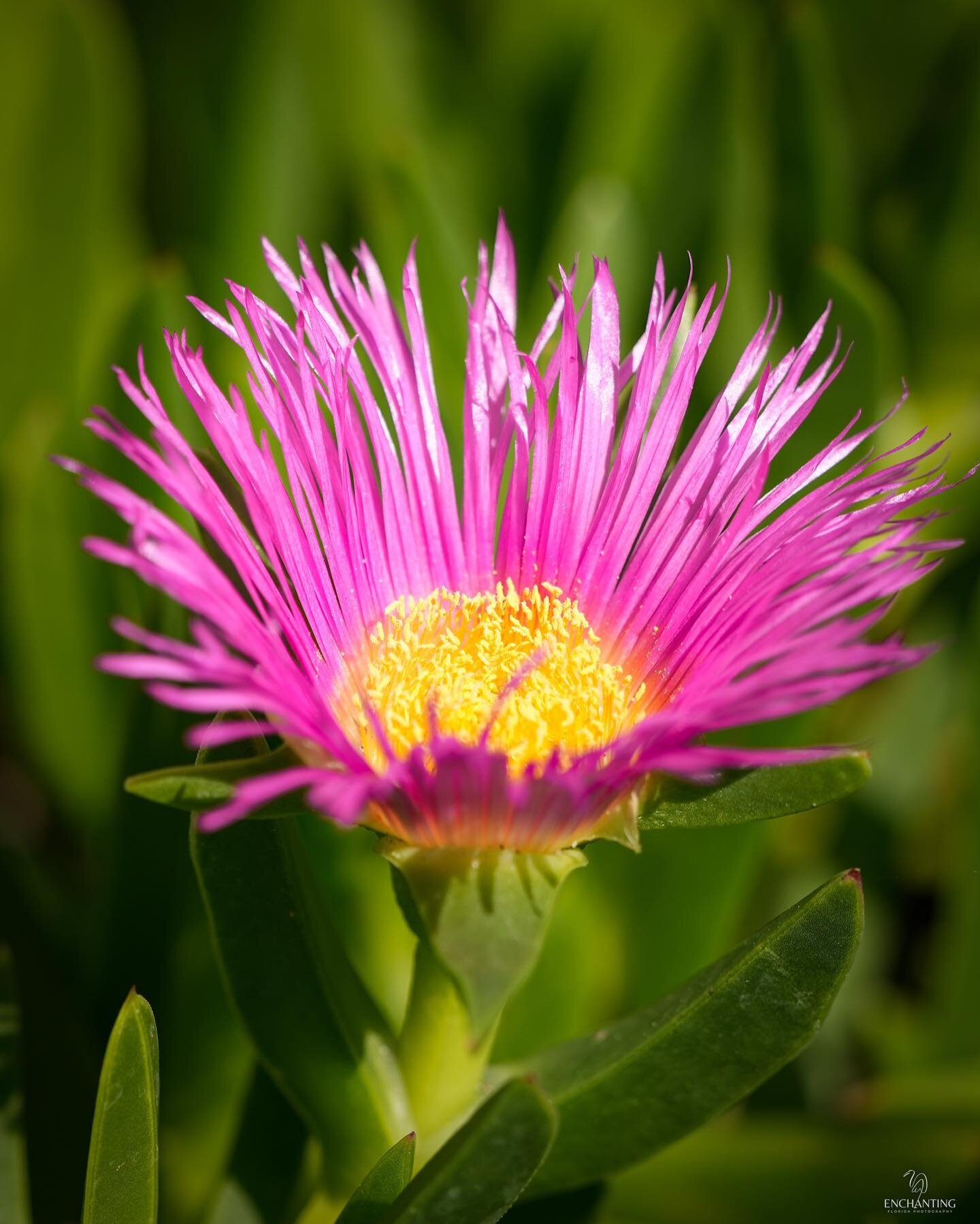 Day 21: May flowers #rebelsunitedmay2023potd 

Hottentot Fig, Carpobrotus edulis, also known as sour fig and Highway ice plant (a ground cover plant) &hellip; I took this photo on May 1st at the @staugalligatorfarm 

#hottentot #mayflowers 
#hey_ihad