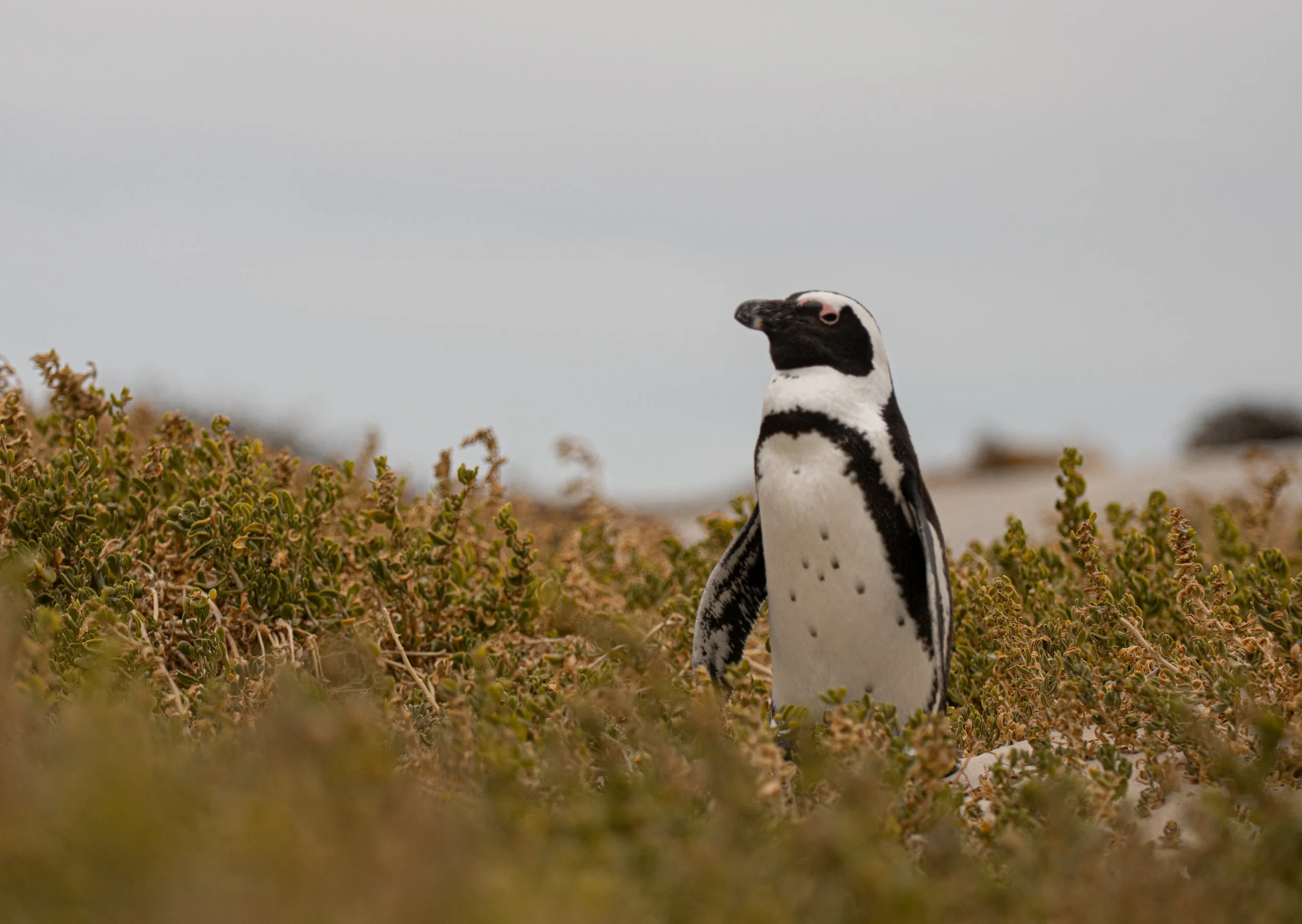 DSC_0513.jpg