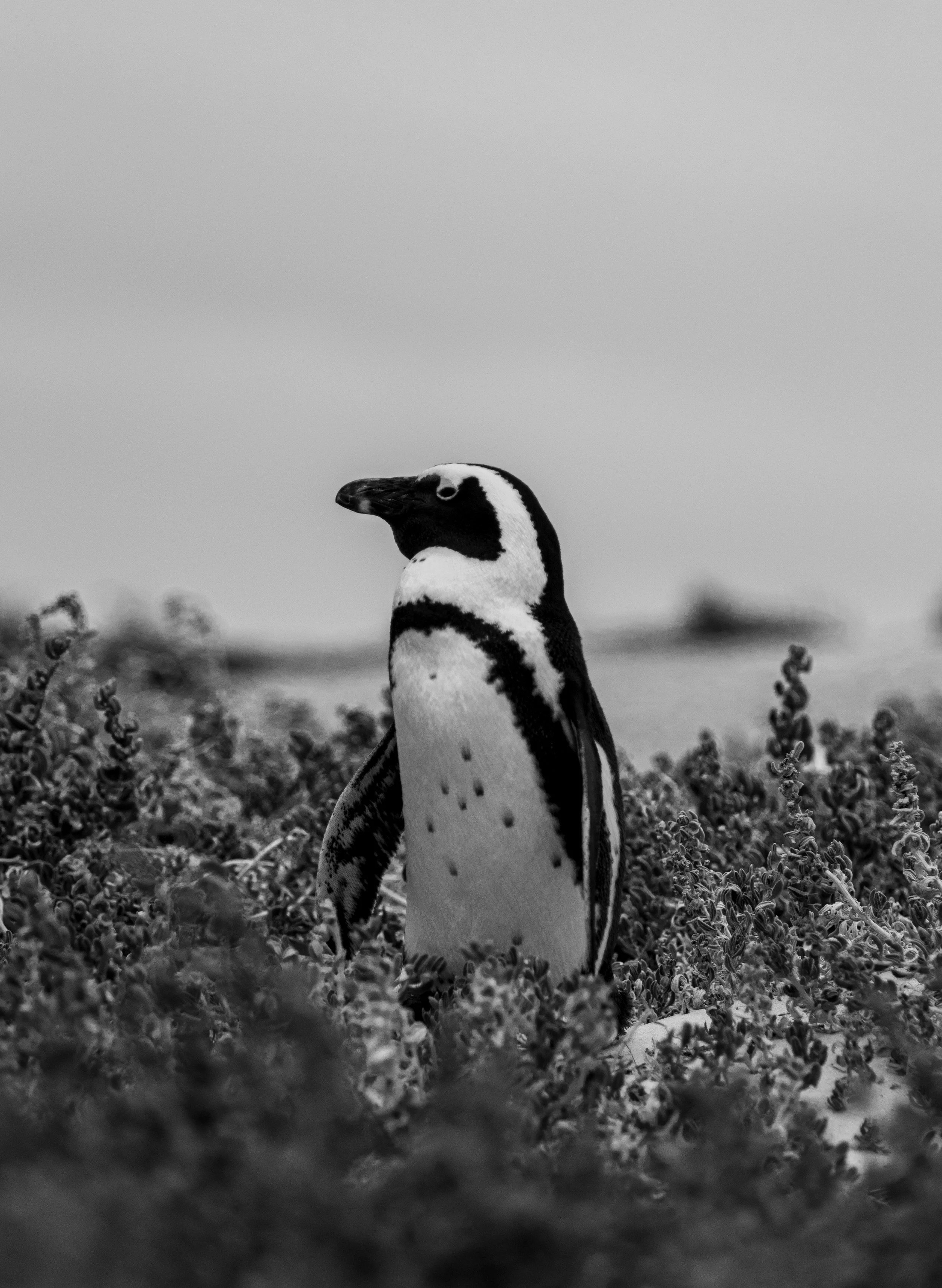 DSC_0505.jpg