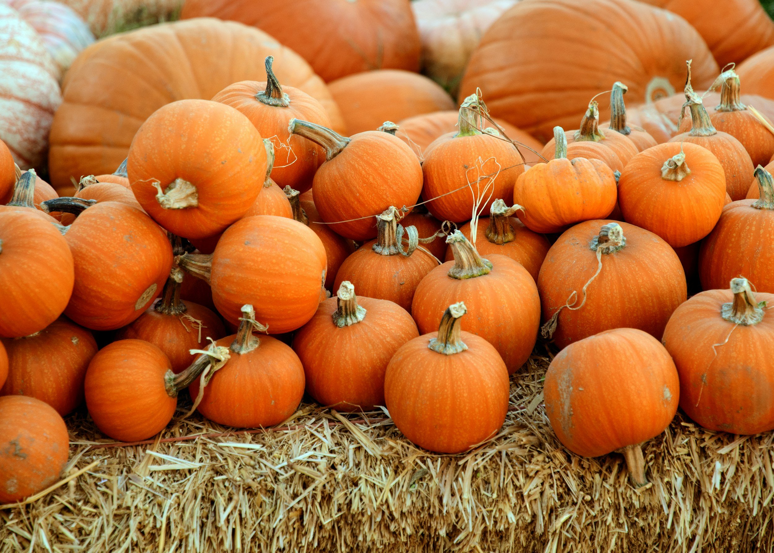 🎃 Pumpkin Smash Basketball Competition