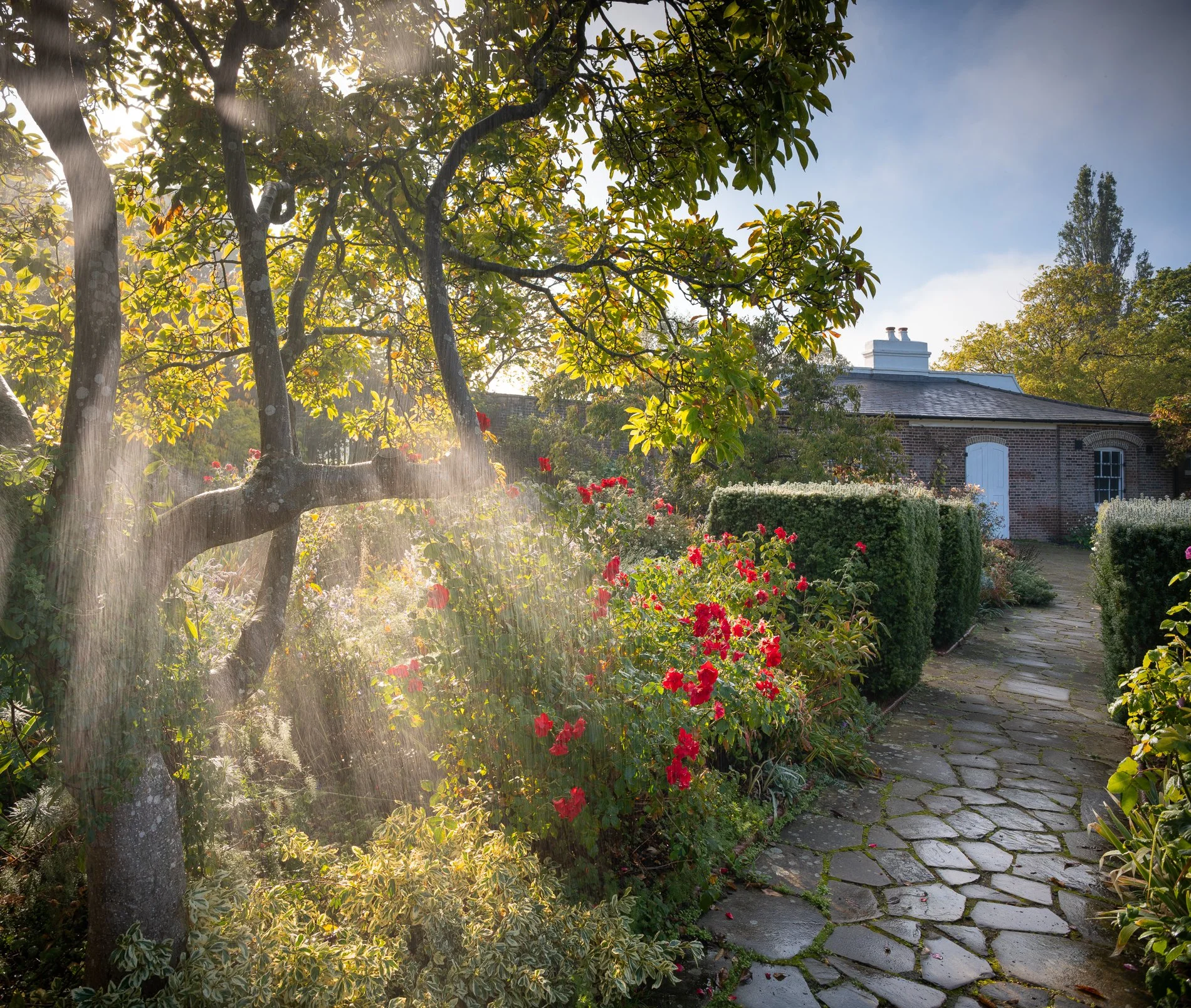 A Rose Garden: A Rose and Morning Sunbeams. Brockwell Park, September 2025. Richmond Park Field Camera 