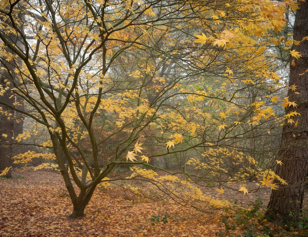 Spectacle-of-Gold-Acer-Glade.jpg