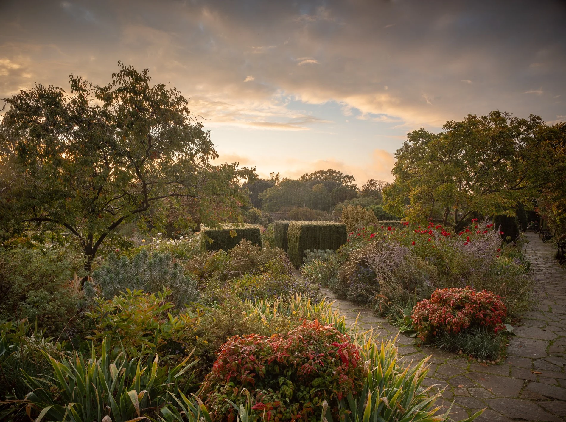A Rose Garden: A Rose in Evening Light. Brockwell Park, September 2025. Richmond Park Field Camera 