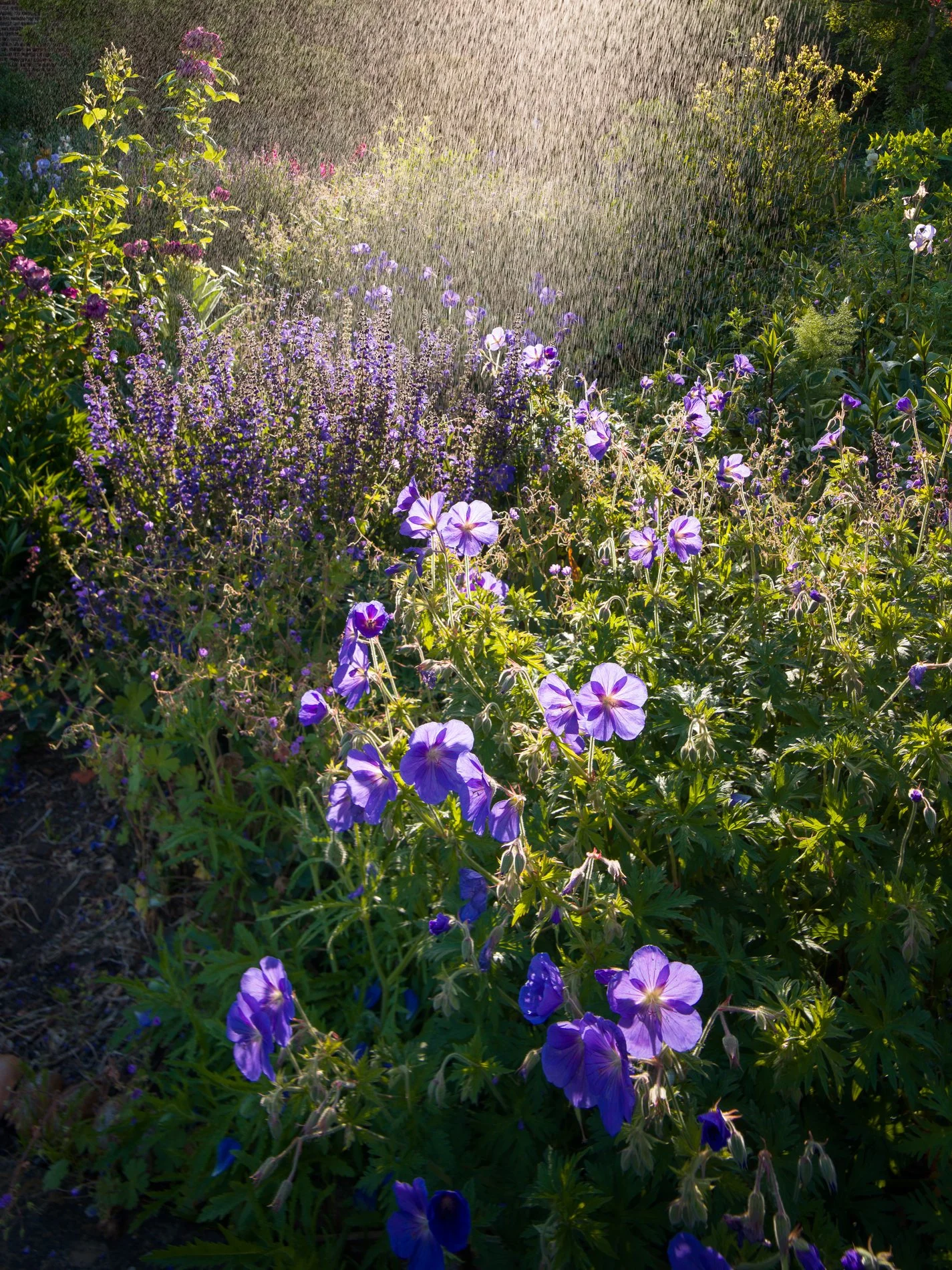 A Rose Garden: Morning Shower and Geraniums. Brockwell Park, May 2026. Richmond Park Field Camera