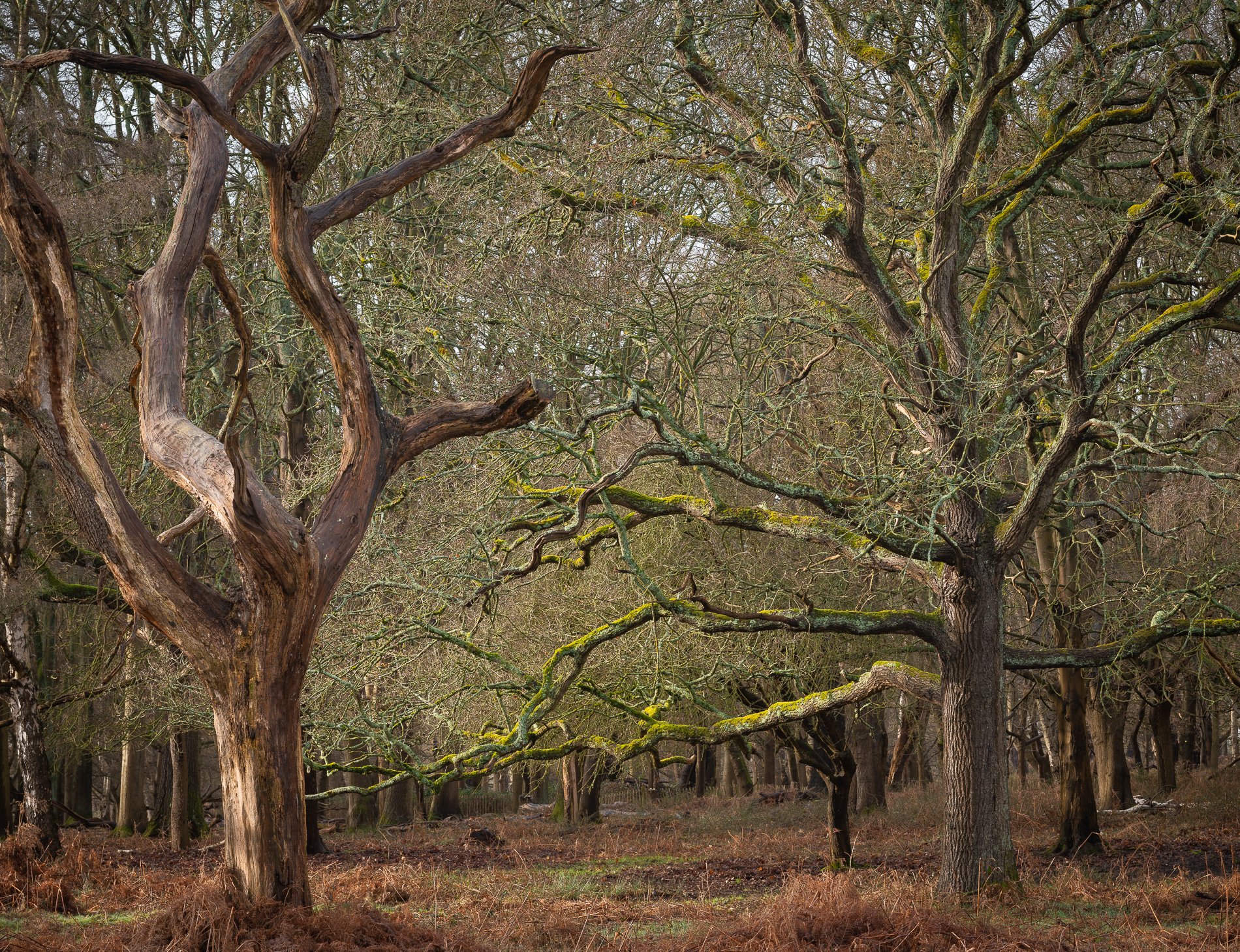 Dead and Alive. February 2026, Richmond Park Field Camera