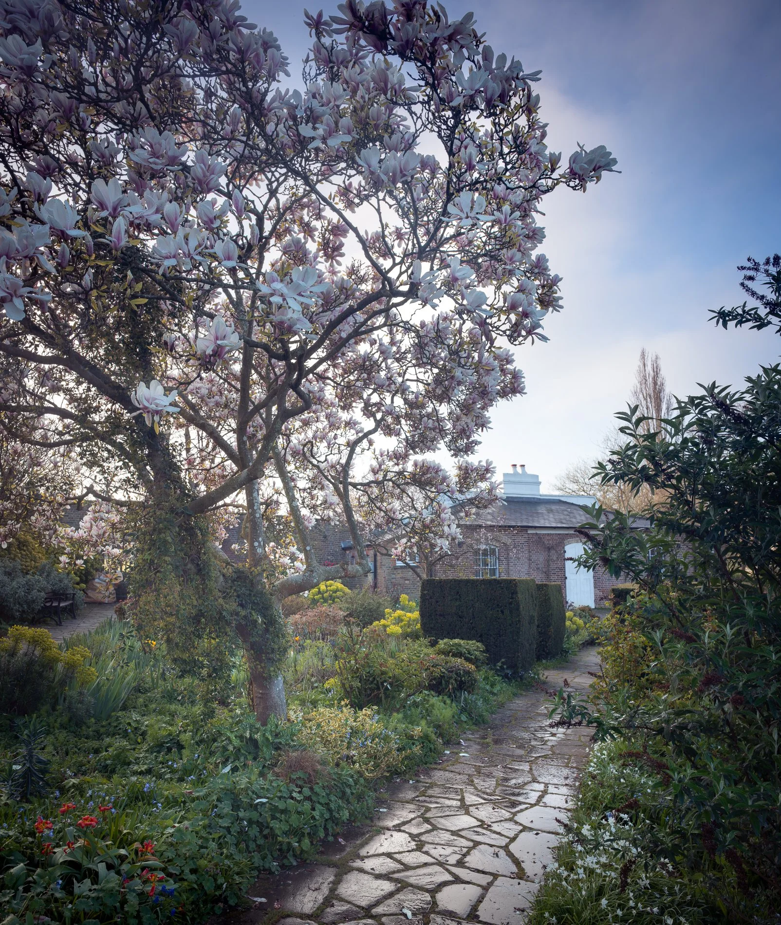 A Rose Garden: Magnolia and Temple in the Rain I. Brockwell Park, 2026
