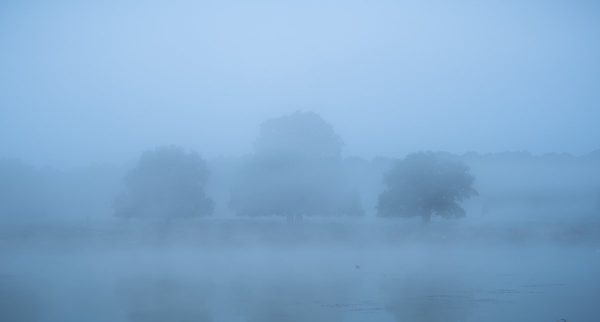 Three Oaks in Fog, Pen Ponds
