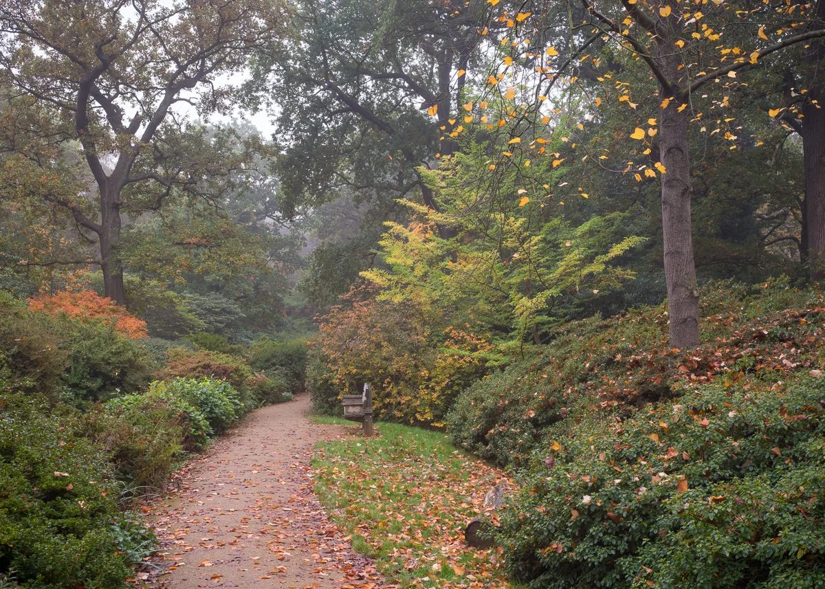 Autumn-Trail-with-Liriodendron.jpg