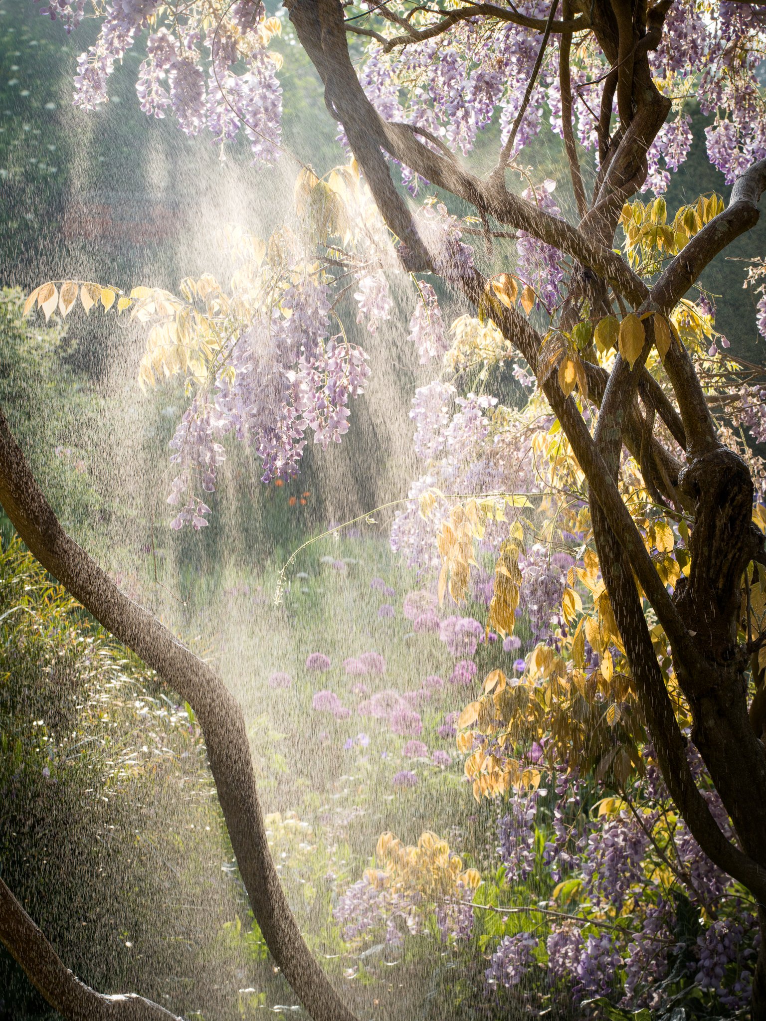 A Rose Garden: Wisteria Waterfall. Brockwell Park, 2026. Richmond Park Field Camera 
