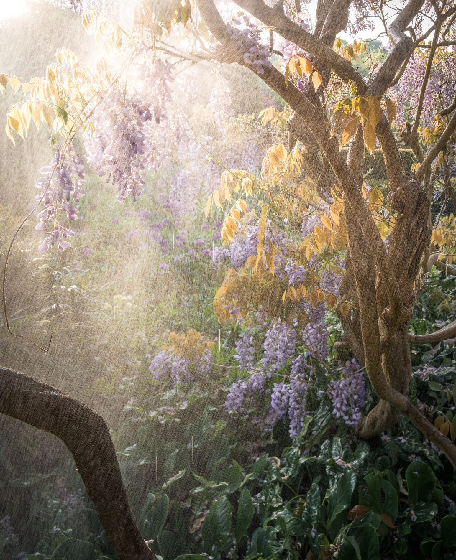 A Rose Garden: Wisteria and Morning Sun I. Brockwell Park, 2026. Richmond Park Field Camera 