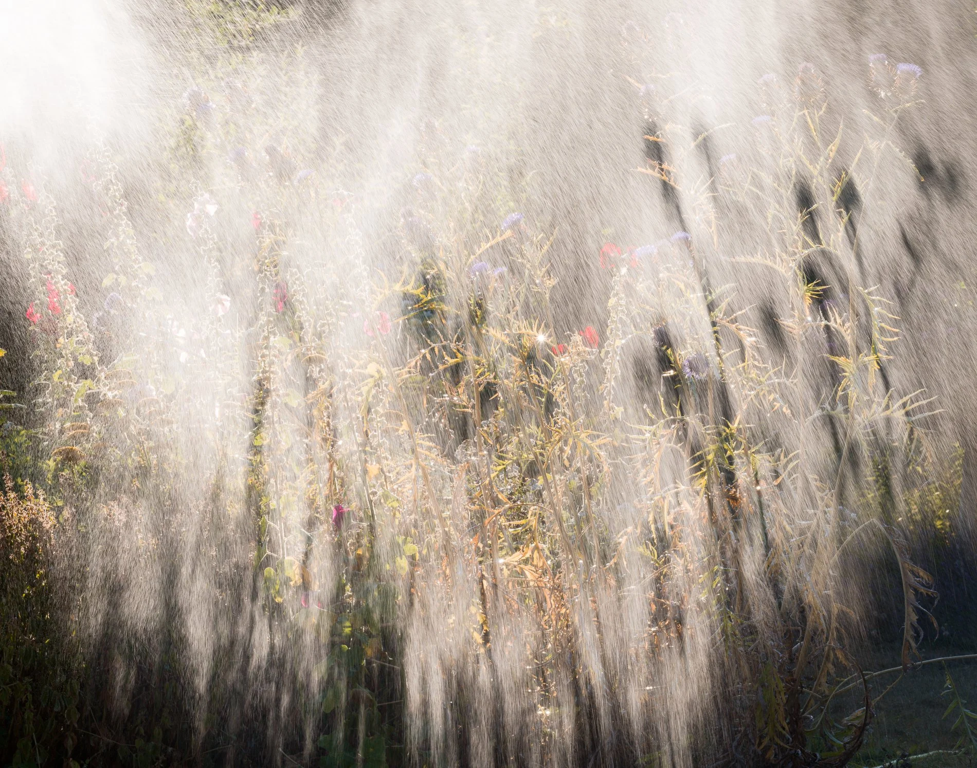 A Rose Garden: Crown of Cardoons, August 2026. Hergest Croft, Herefordshire. Richmond Park Field Camera 