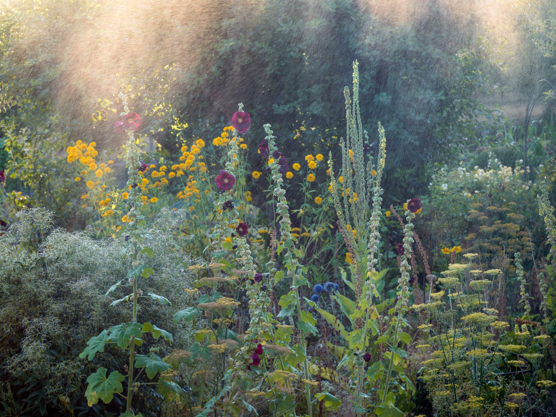 A Rose Garden: Golden Clouds and Hollyhocks, August 2026. Hergest Croft, Herefordshire. Richmond Park Field Camera