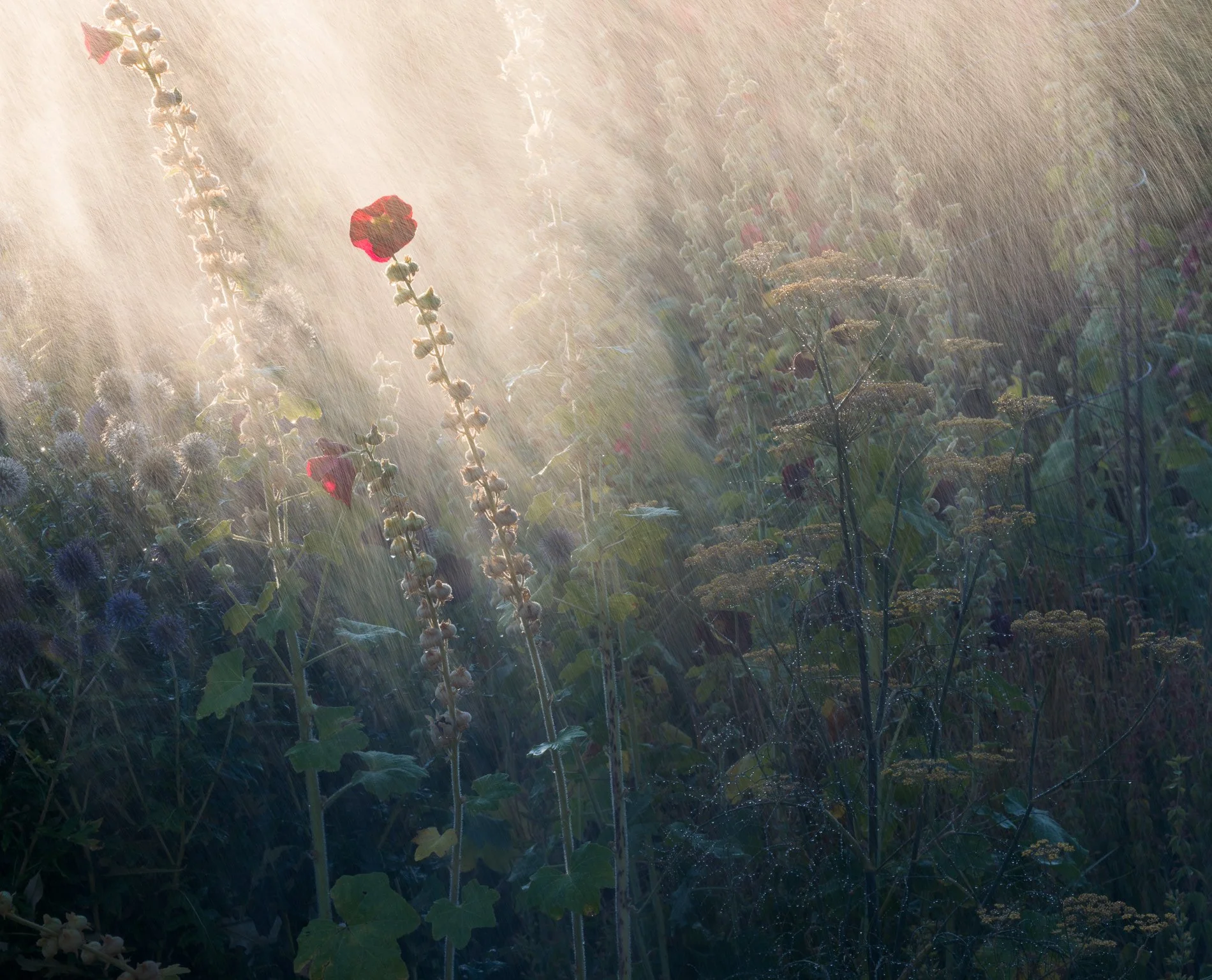 A Rose Garden: Waterborne Sun, August 2026. Hergest Croft, Herefordshire. Richmond Park Field Camera 