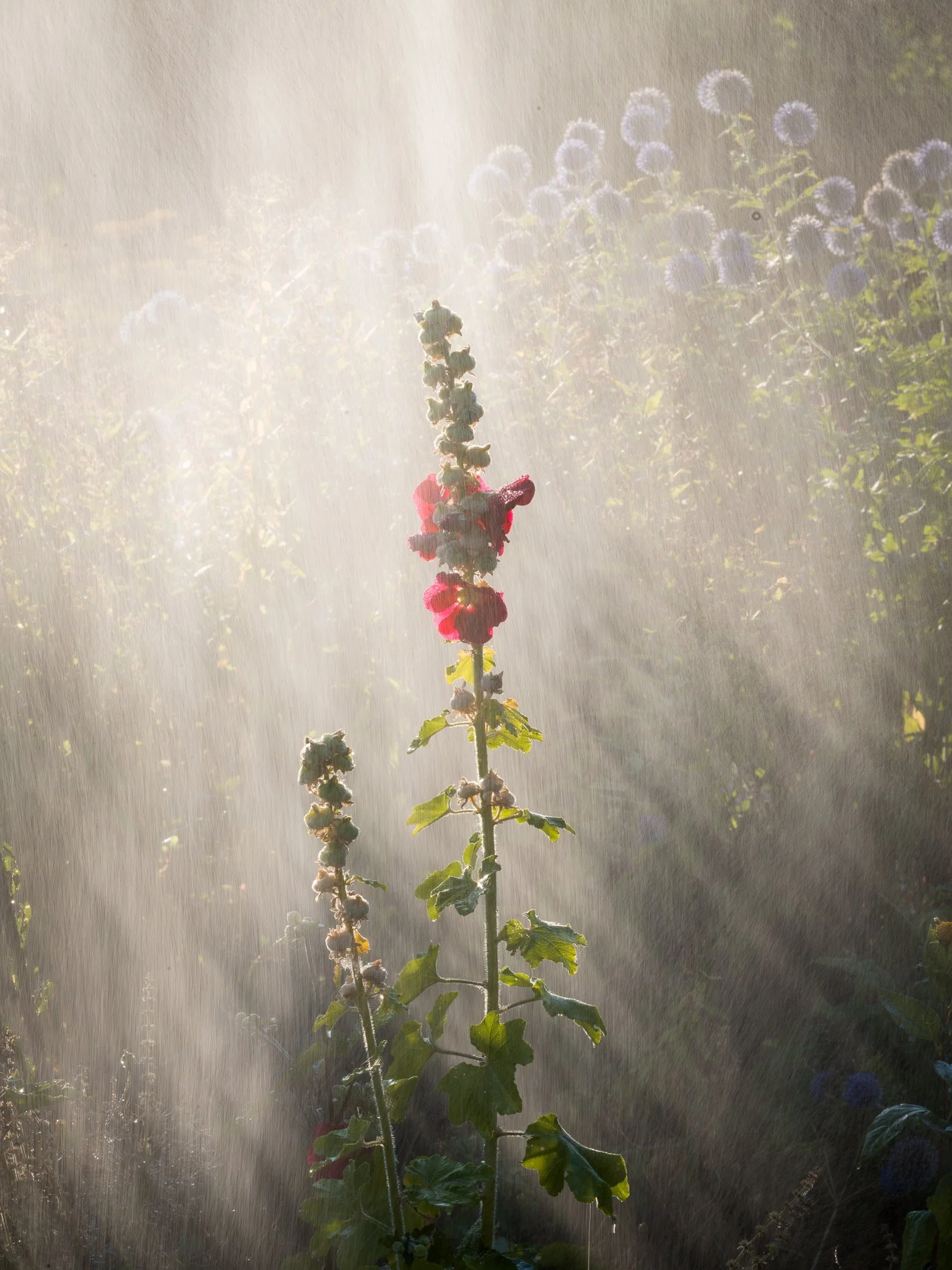 A Rose Garden: Hollyhock in the Mist, August 2026. Hergest Croft, Herefordshire. Richmond Park Field Camera 