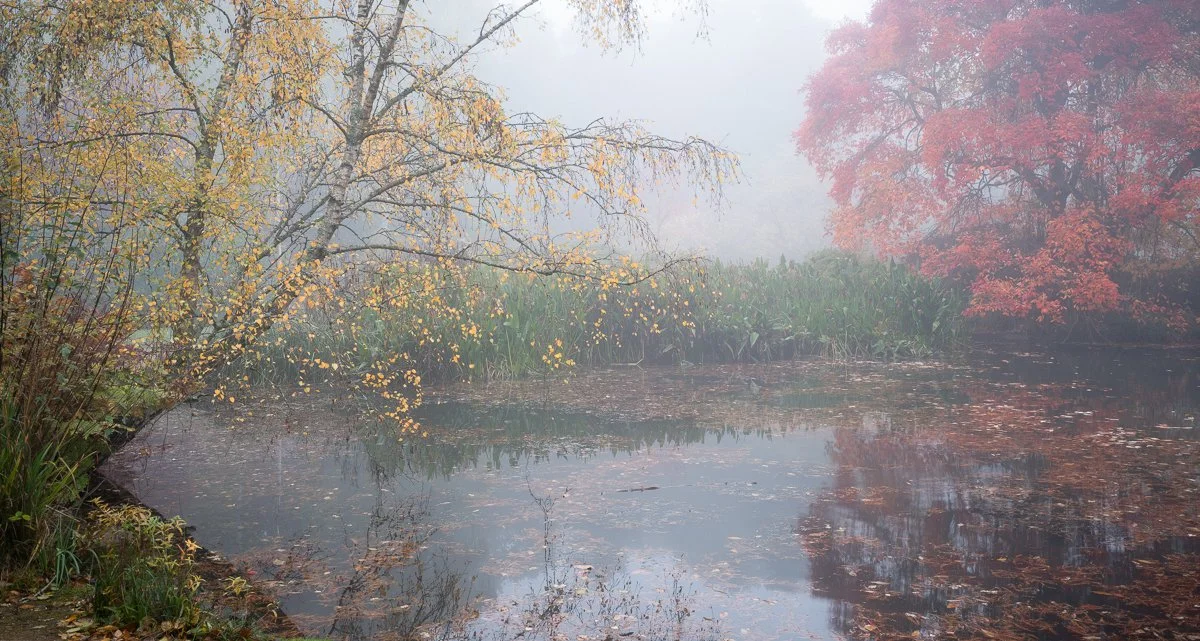 Autumn-Birch-and-Tupelo-Thomsons-Pond.jpg