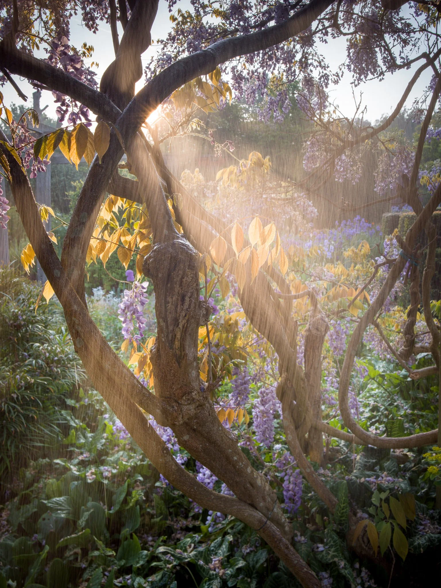 A Rose Garden: Wisteria and Morning Sun II. Brockwell Park, 2026. Richmond Park Field Camera 