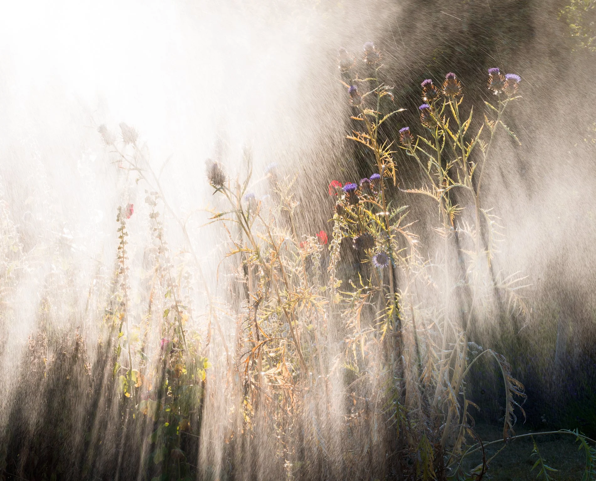 A Rose Garden: Maelstrom of Light, August 2026. Hergest Croft, Herefordshire. Richmond Park Field Camera 