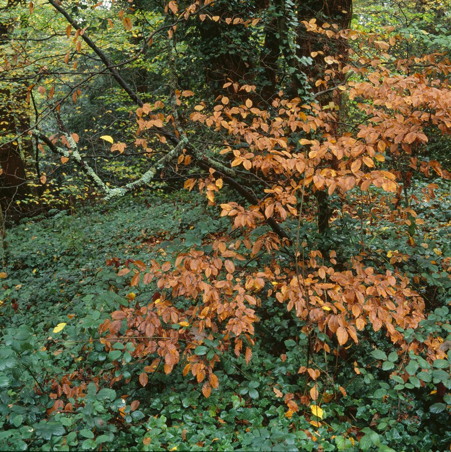Autumn Beech Leaves and Brambles. Dulwich Wood
