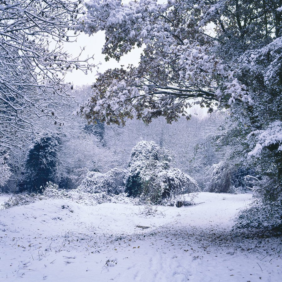 The Clearing, Sydenham Hill Wood, Winter.