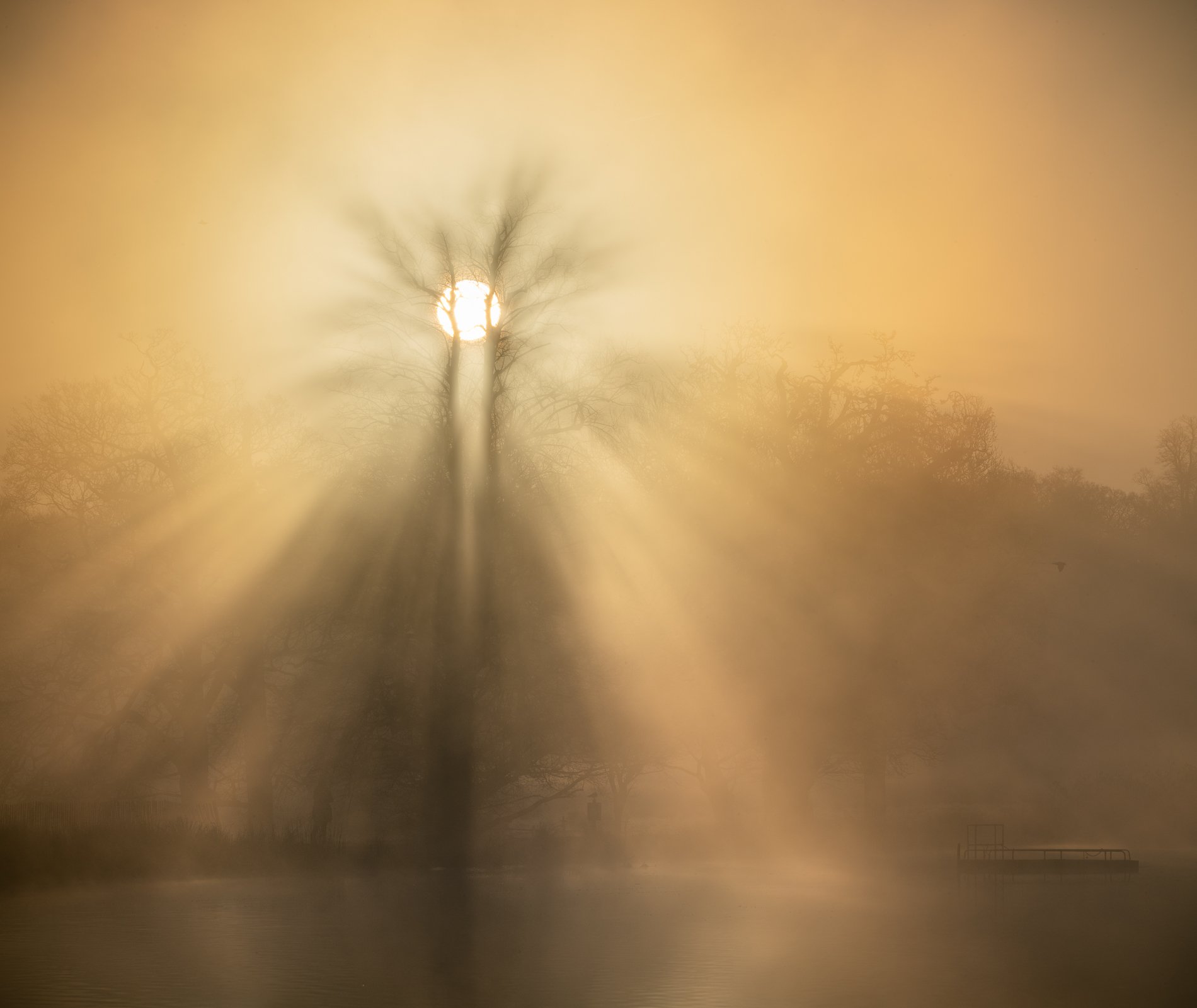 Lime Light, March 2025, Richmond Park Field Camera
