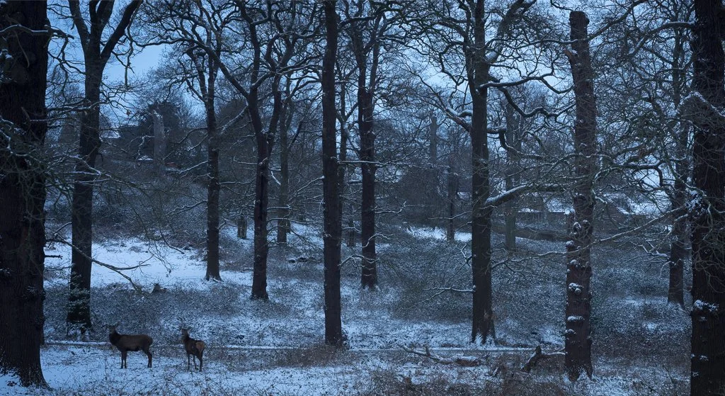 Red Deer in Blue Twilight, Dark Hill. 2018
