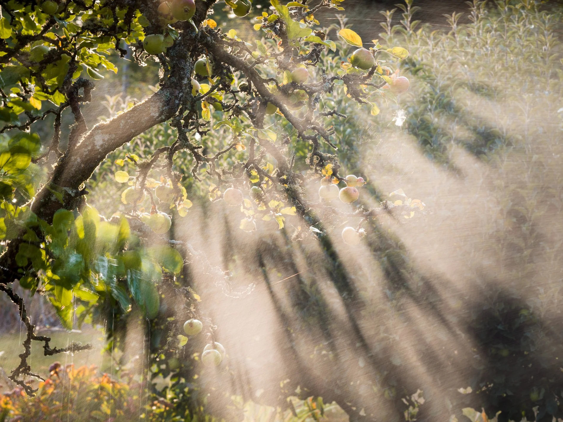 A Rose Garden: Veteran Apple tree and Shadows in Mist, August 2026. Hergest Croft, Herefordshire. Richmond Park Field Camera 