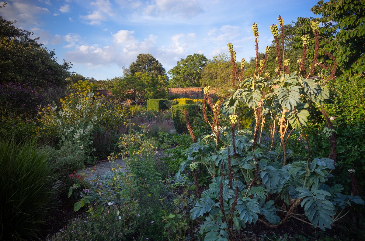 Melianthus-and-Evening-Sun.jpg