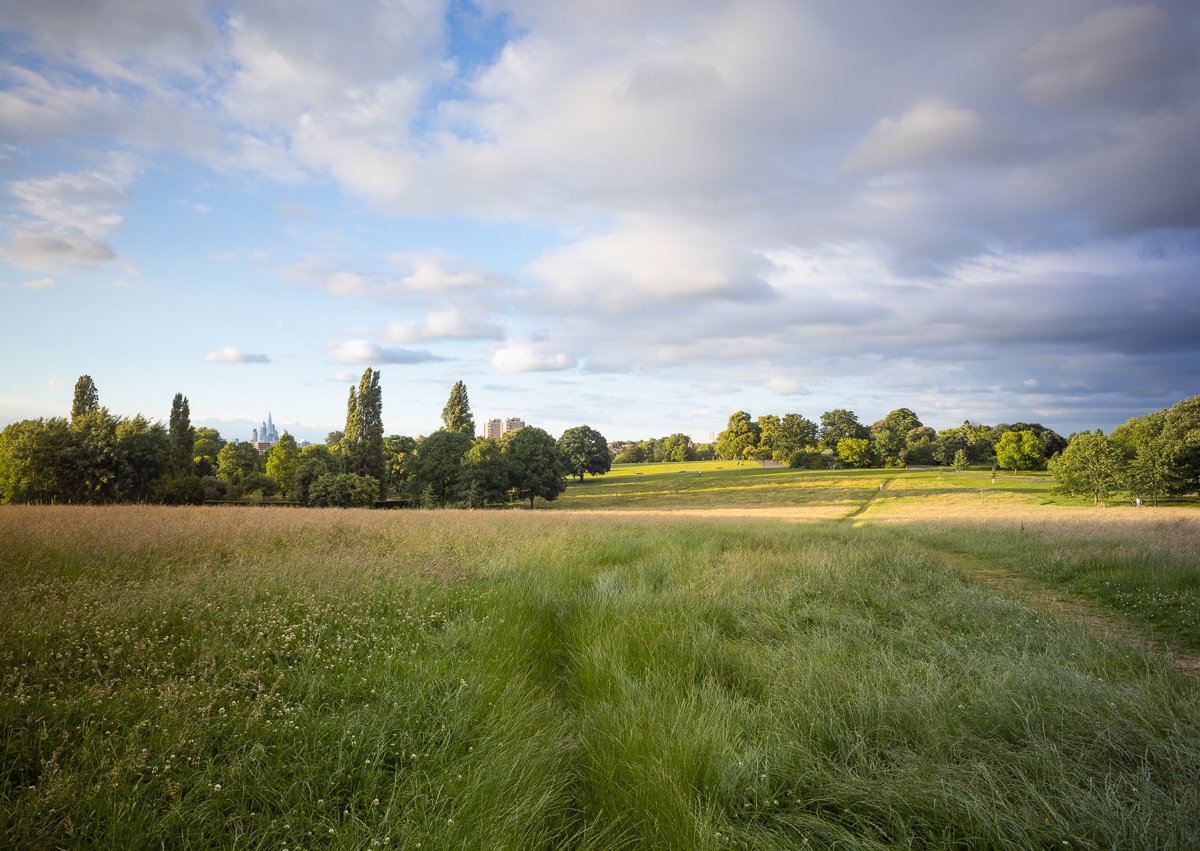 Meadow-Vista-Mid-June.jpg