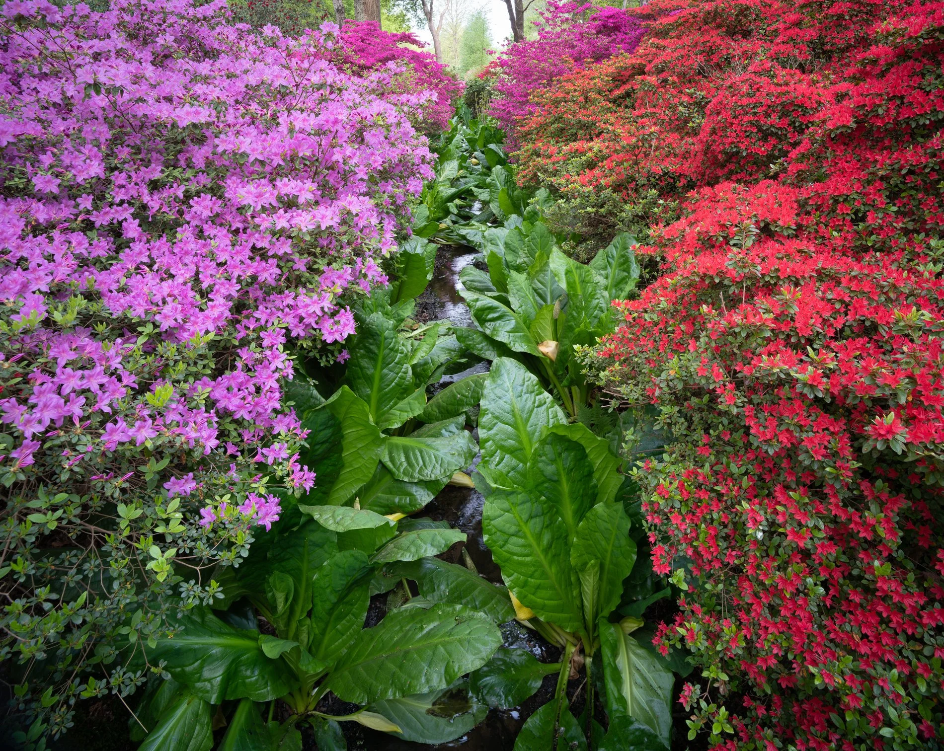 Pink and Red Stream.jpg