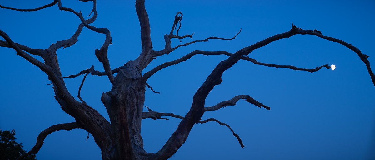 Moon Fruit, Dead Oak