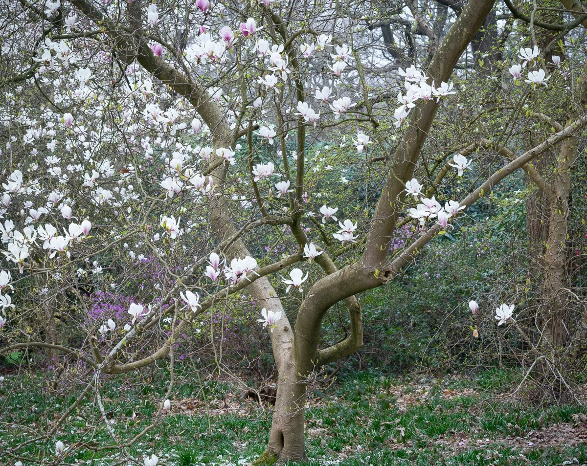 Magnolia Blossom, Old Nursery Glade.jpg