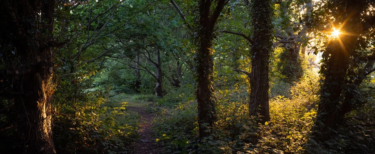 Woodland Sunset, Midsummer.JPG